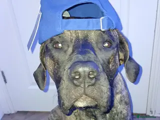 Presa Canario dogs Presa Canario - Advert 16