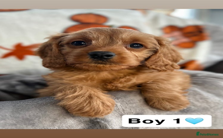 Cavapoo dogs DNA Cavapoo’s pups - Advert 1