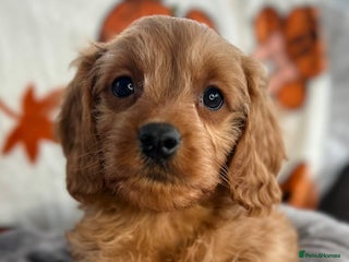 Cavapoo dogs DNA Cavapoo’s pups - Advert 8