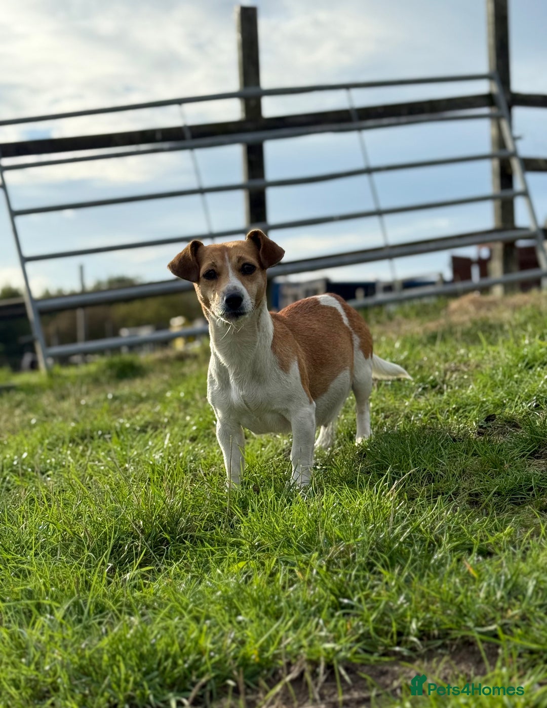 Mixed Breed dogs for sale: 4 beautiful spaniel X jack russel pups ❤️ - Image 17