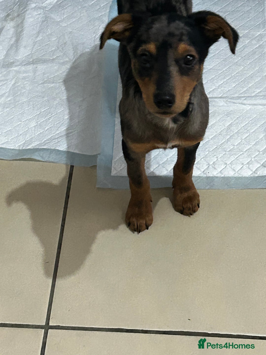 Mixed Breed dogs for sale: Whippet cross  - Advert 3