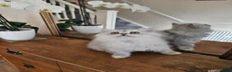 Persian cats for sale: 1 Pure Persian Chinchilla Male Kitten - Advert 18