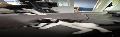 Searra (Female Kitten) 