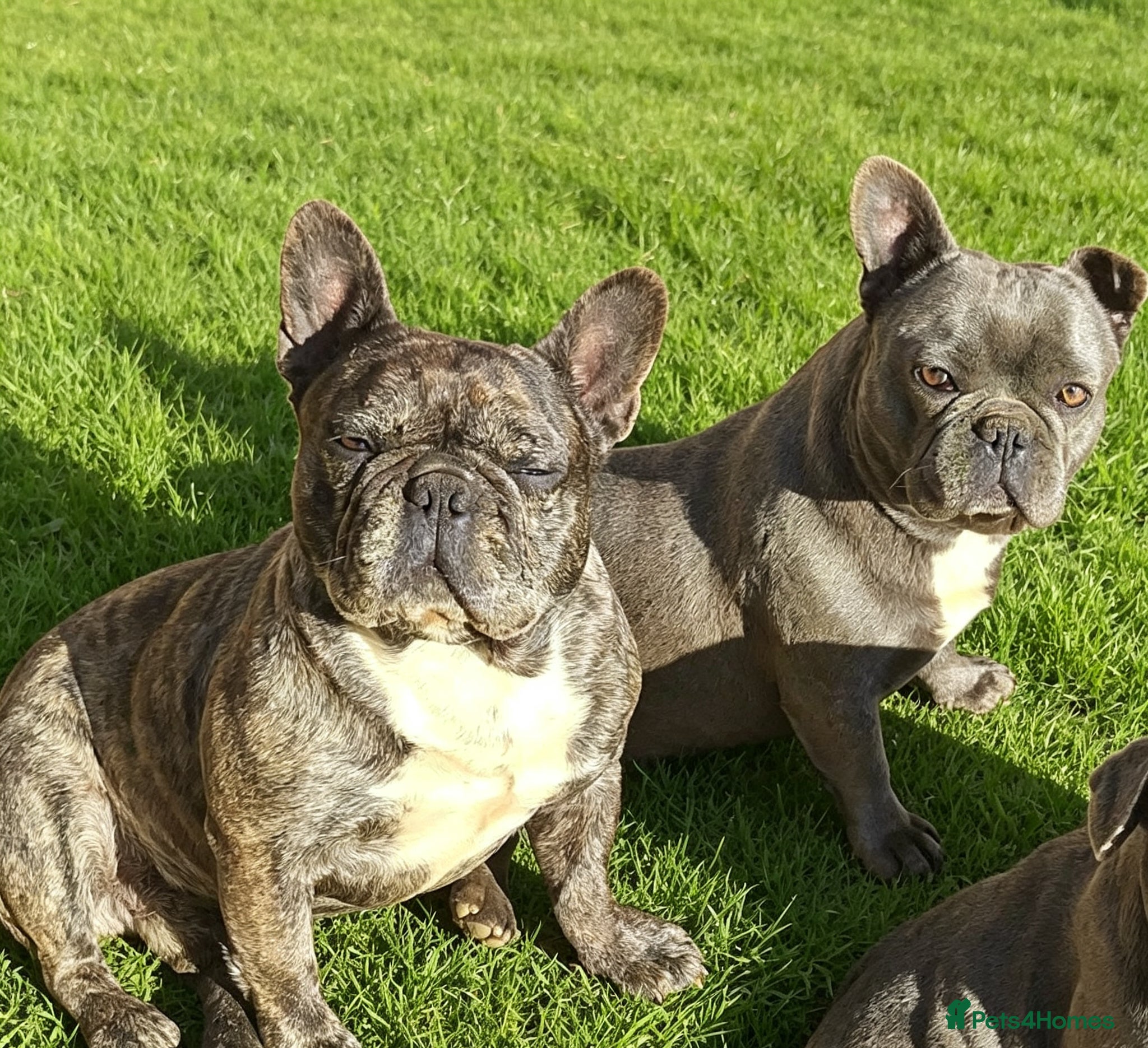 French Bulldog dogs Loving Home Wanted for Beautiful French Bulldogs - Advert 1
