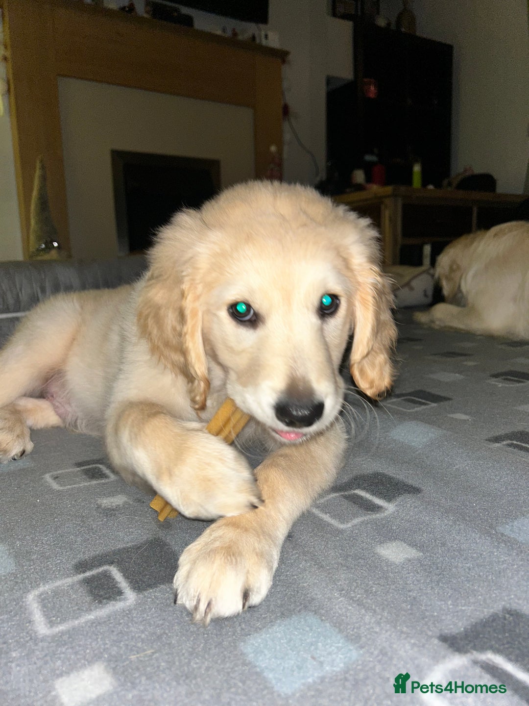 Golden Retriever dogs for sale: Golden retriever puppy  - Advert 2