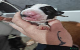 Bull Terrier dogs for sale: Stunning bull terrier pups - Image 18