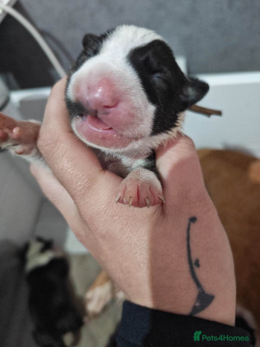 Bull Terrier dogs for sale: Stunning bull terrier pups - Image 18