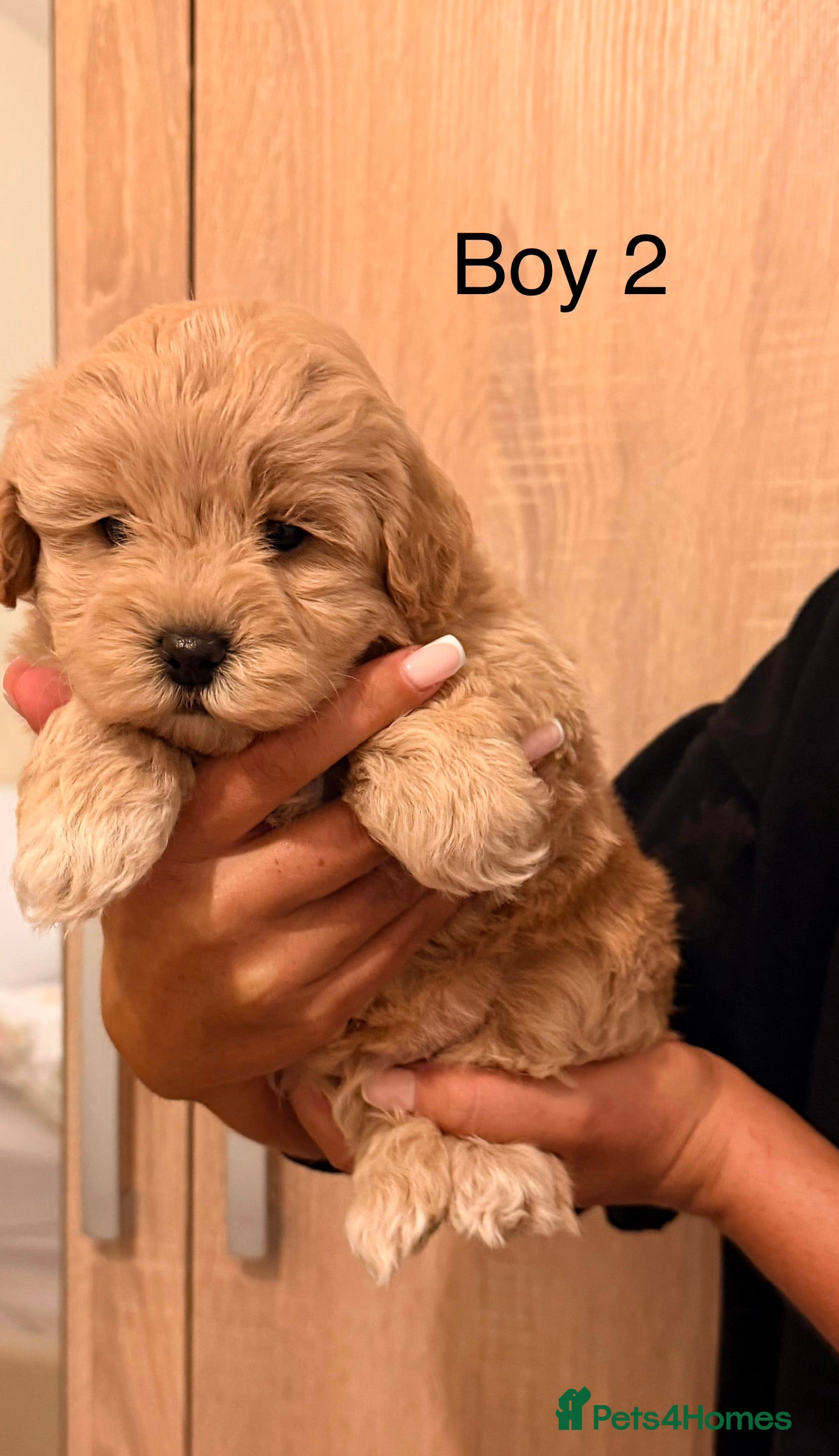 Maltipoo dogs Health tested parents  - Advert 9