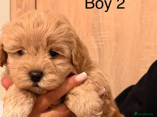 Maltipoo dogs Health tested parents - Advert 9