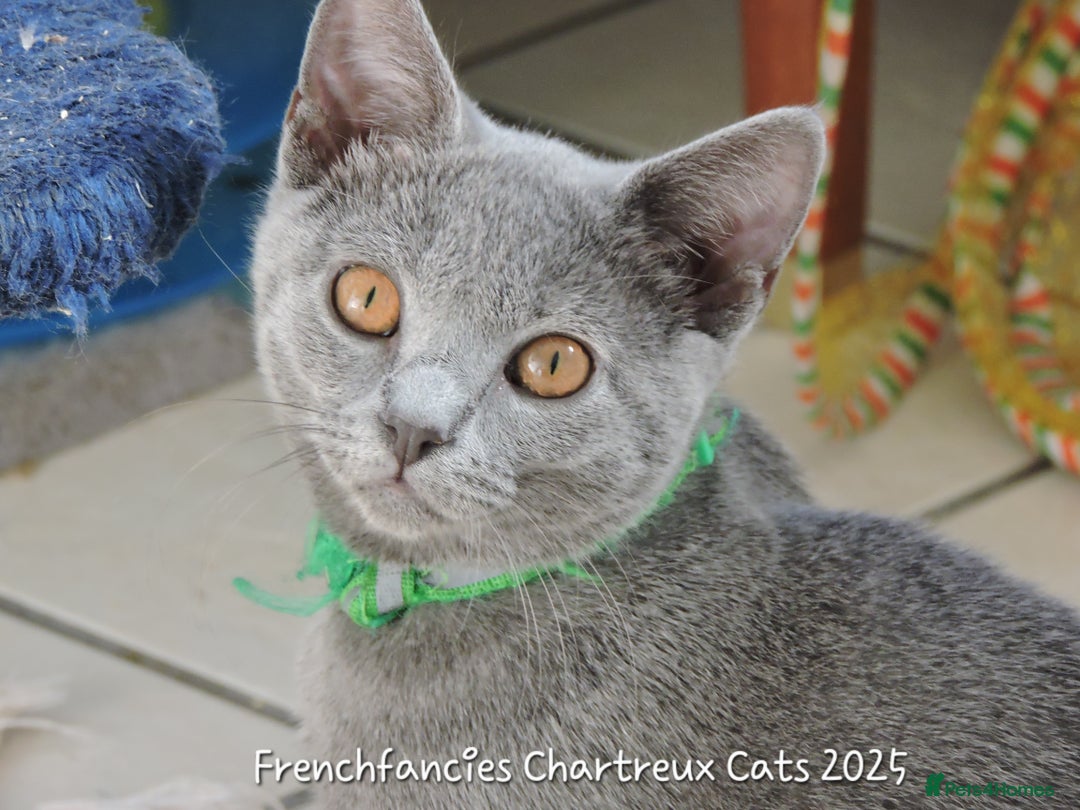 Chartreux cats for sale: Chartreux kittens  - Image 6