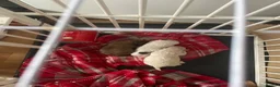 Poochon dogs for sale: Bischoon pups - Advert 9