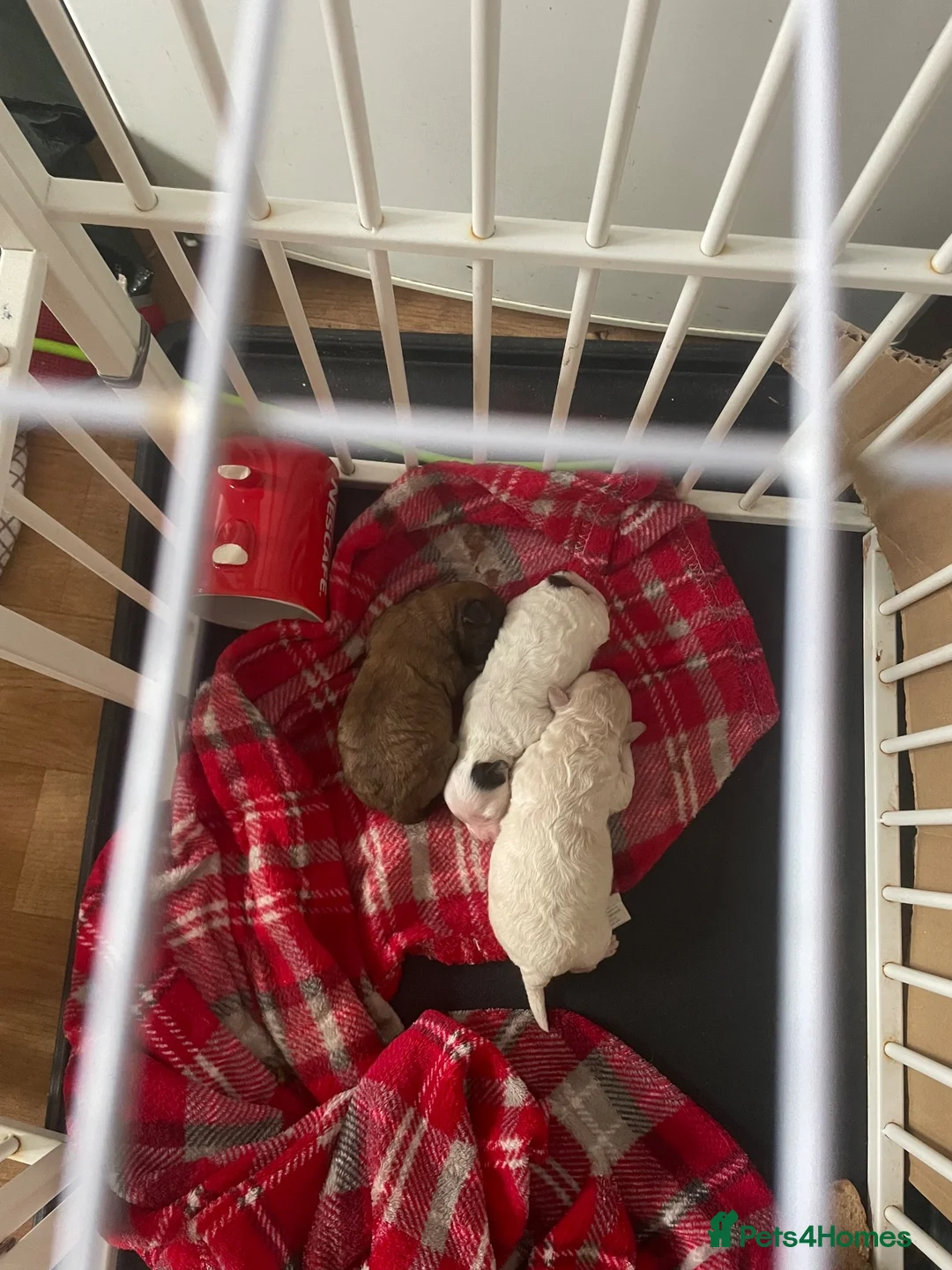 Poochon dogs for sale: Bischoon pups - Advert 9