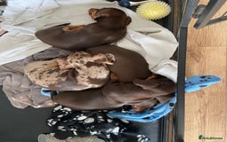 Miniature Dachshund dogs for sale: Miniature Dachshunds - Image 23