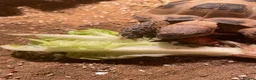 Tortoise reptiles for sale: Horsefeild Tortoise also know as russian tortoise  in Mansfield - Advert 5