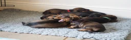Dachshund dogs for sale: Working Wirehaired Dachshund pups - Advert 2