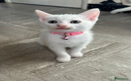 Mixed Breed cats for sale: White Gray and Ragdoll Kittens - Image 29