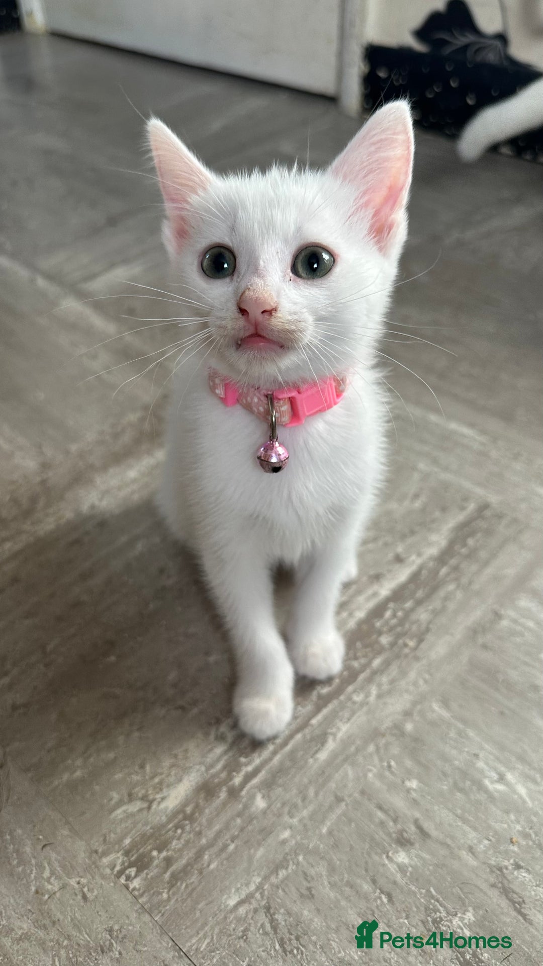 Mixed Breed cats for sale: White Gray and Ragdoll Kittens - Image 29