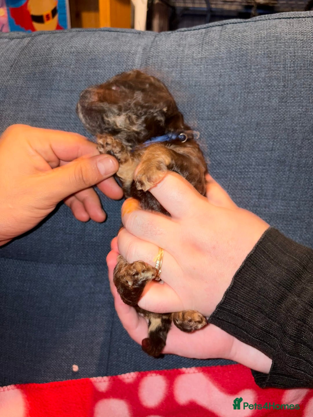 Cockapoo dogs for sale: Stunning health tested F1b cockapoos - Advert 9