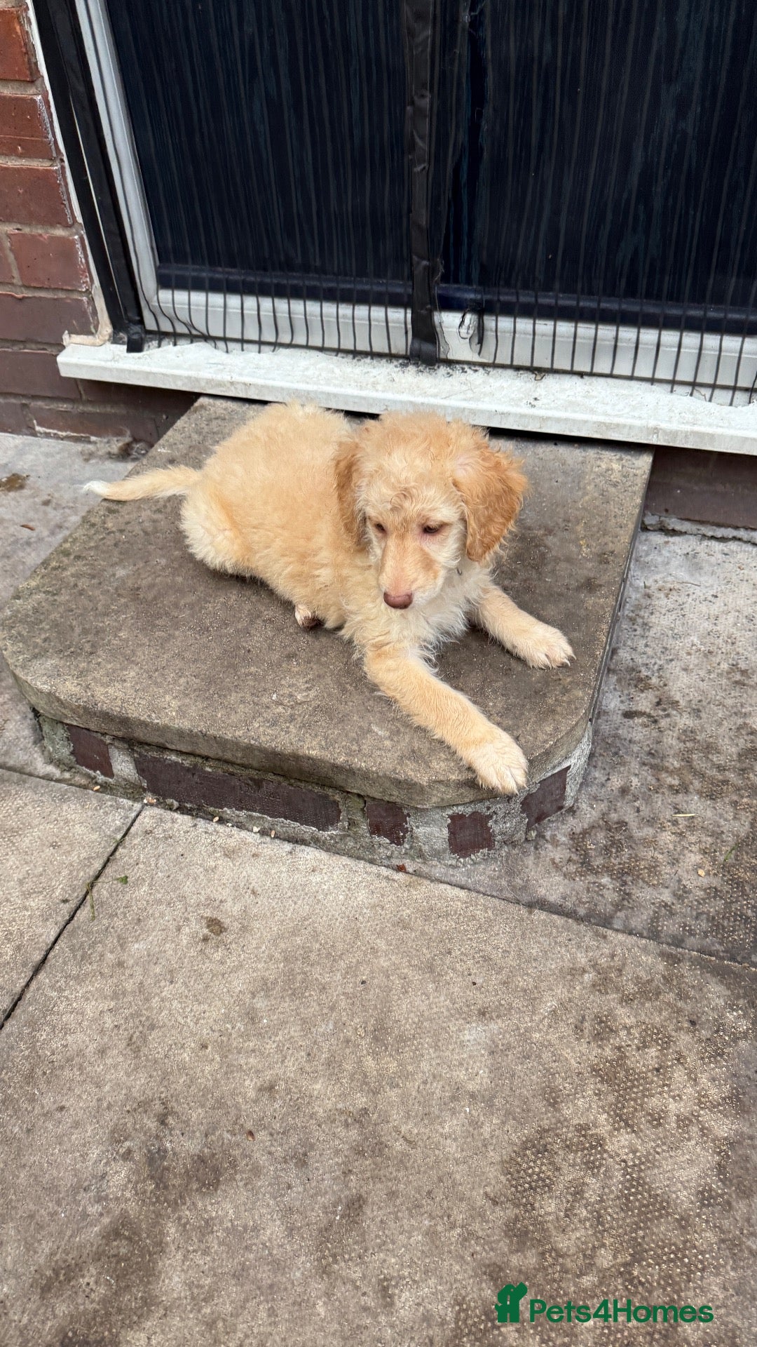 Mini Goldendoodle dogs LAST 1 GOLDENDOODLE GIRL - Advert 2