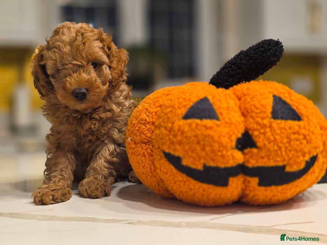 Toy Poodle dogs for sale: Beautiful RED & APRICOT Toy Poodles  - Advert 19