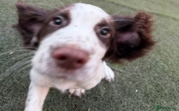 Cocker Spaniel dogs for sale: Extensively Health Tested KC Registered Puppy - Image 6