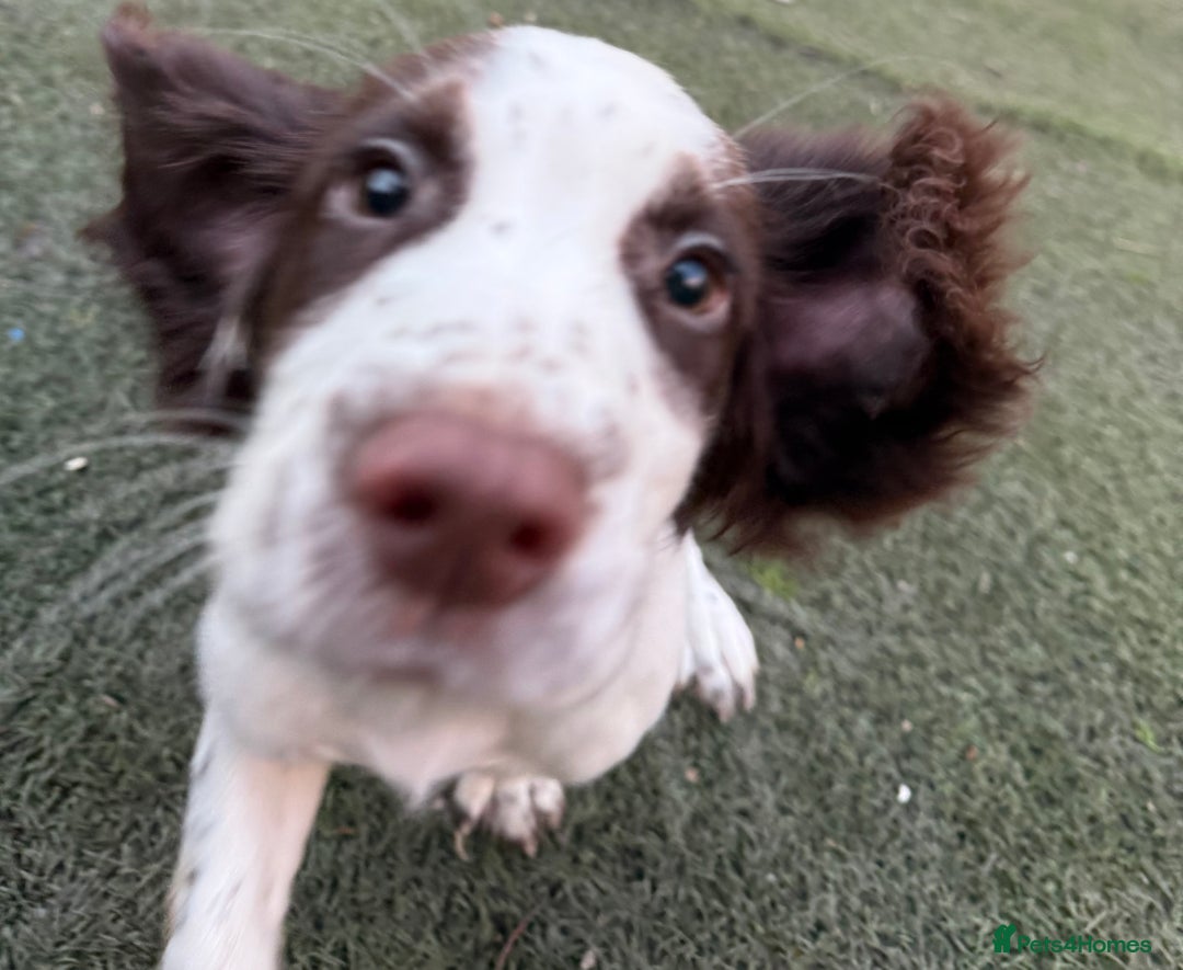 Cocker Spaniel dogs for sale: Extensively Health Tested KC Registered Puppy - Image 6