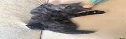 Mixed Breed cats for sale: 2 MALE BLACK LONG HAIRED FLUFFY KITTENS LEFT💘 - Advert 4
