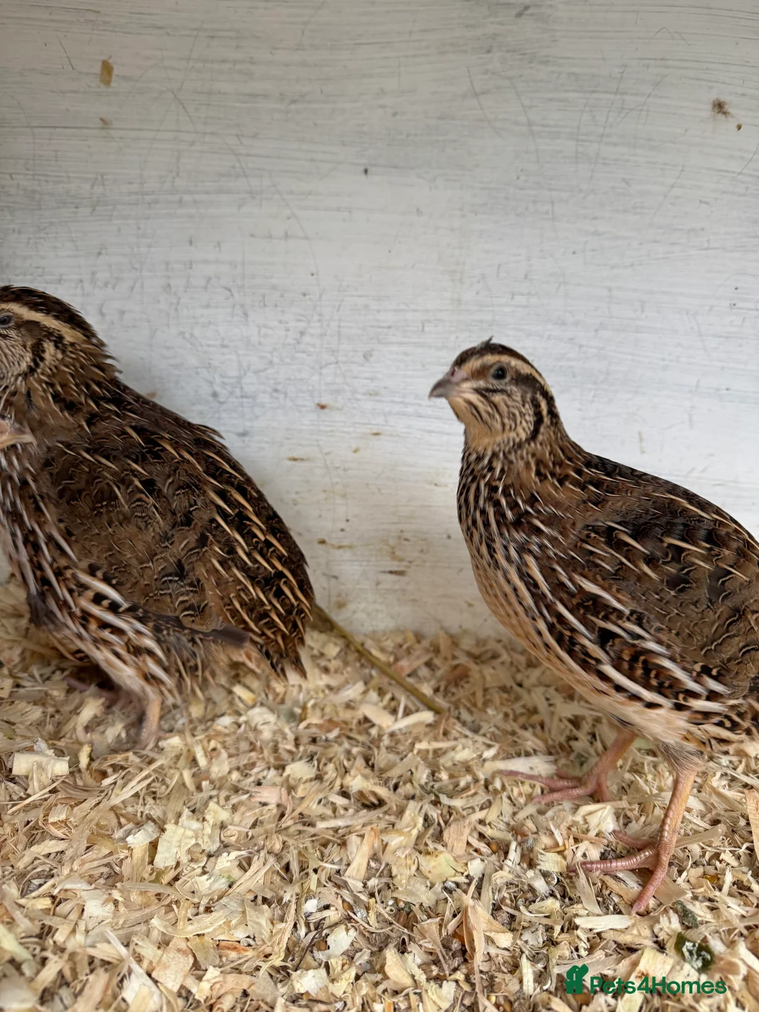 Quail poultry for sale: Coturnix Jumbo Quails  - Advert 2