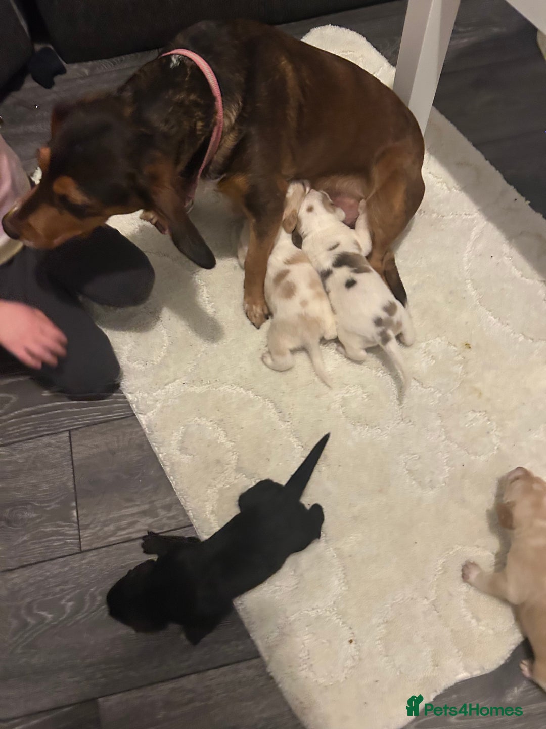 Cockerdor dogs for sale: Cockador puppies  - Advert 7