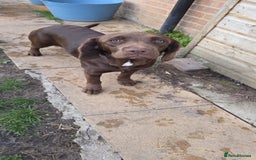 Springador dogs for sale: LAST Female springador for SALE - Image 5