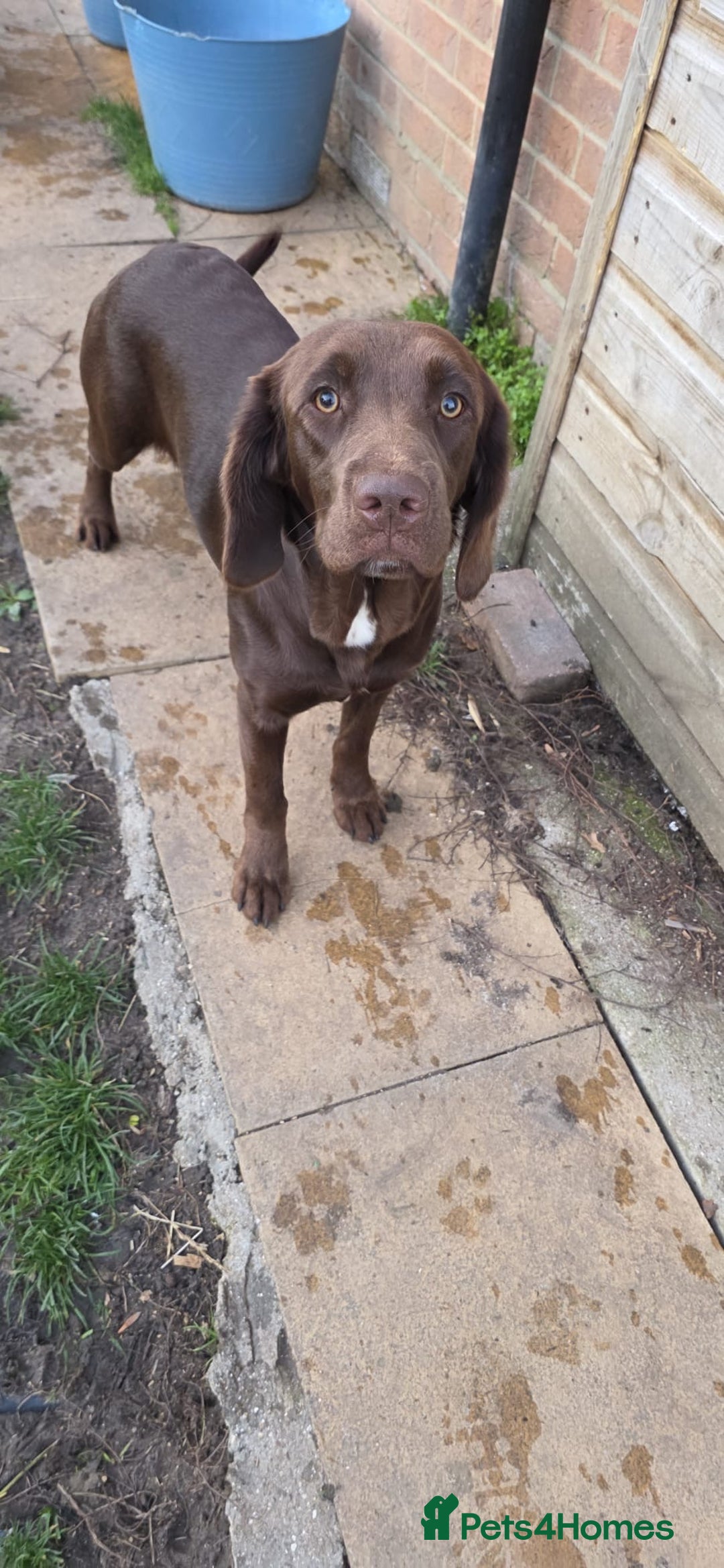 Springador dogs for sale: LAST Female springador for SALE - Image 5