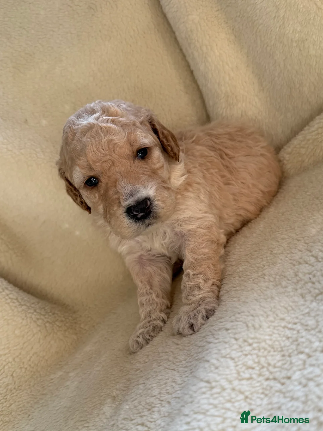 Double Doodle dogs for sale: Exceptionally marked Double doodles puppies - Advert 6