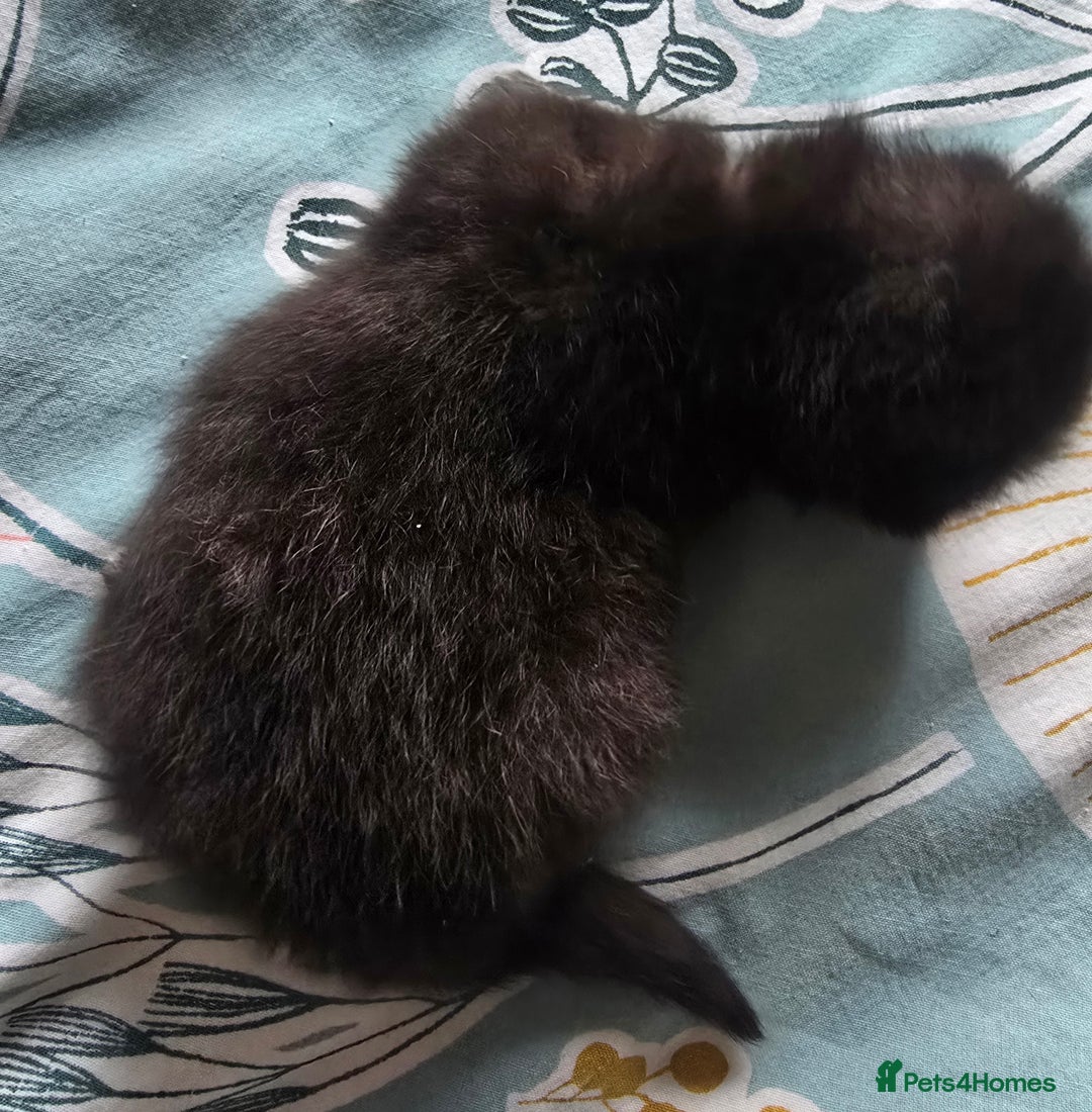 British Shorthair cats for sale: ONE GIRL LEFT TICA REGISTERED BRITISH SHORTHAIR - Advert 18