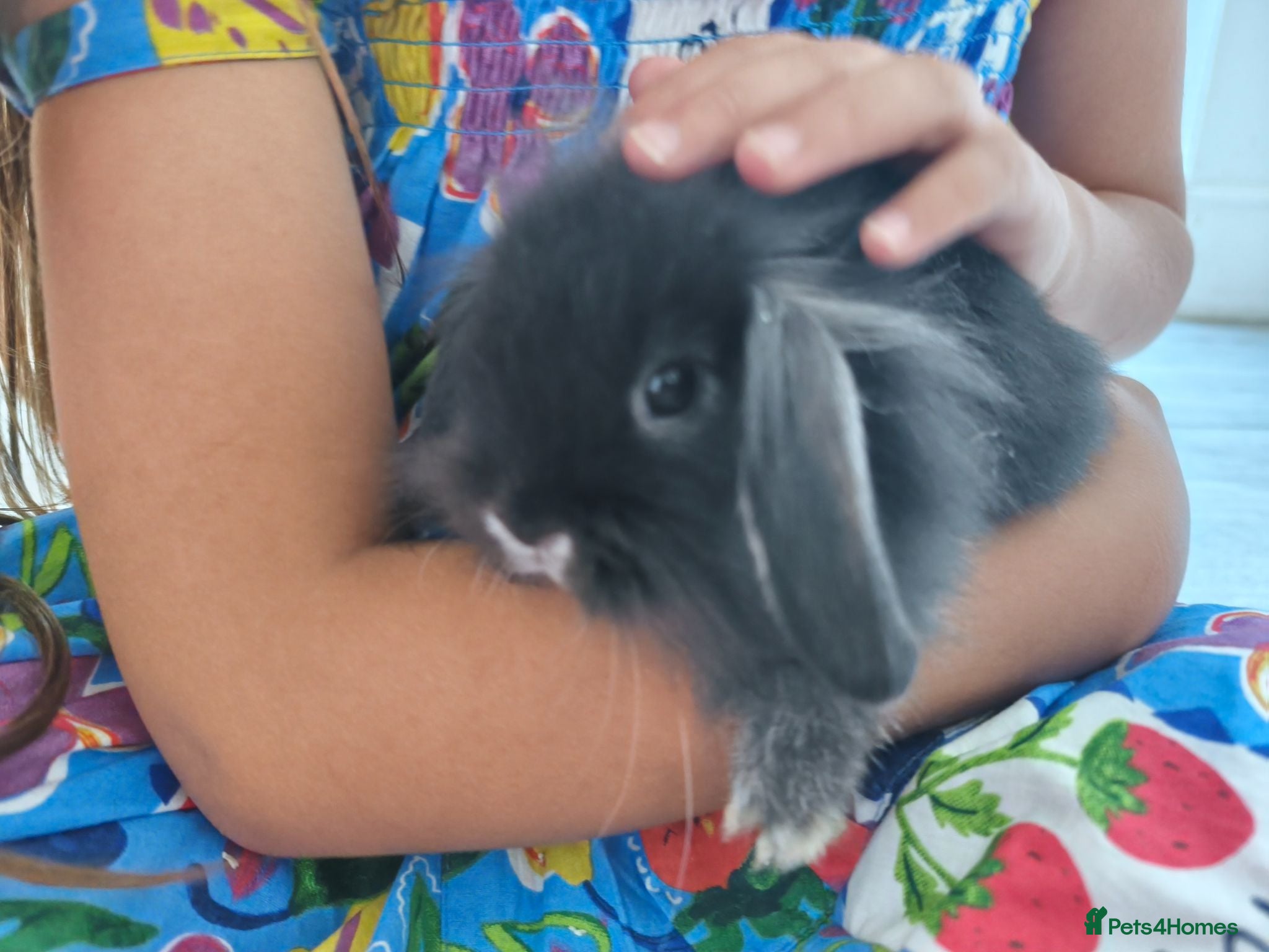 Mini Lop rabbits Rare Mini Lion Lops ready 3rd July  - Advert 2