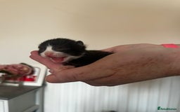 British Longhair cats for sale: 💕 Beautiful litter of BLH Kittens 💕 - Image 7