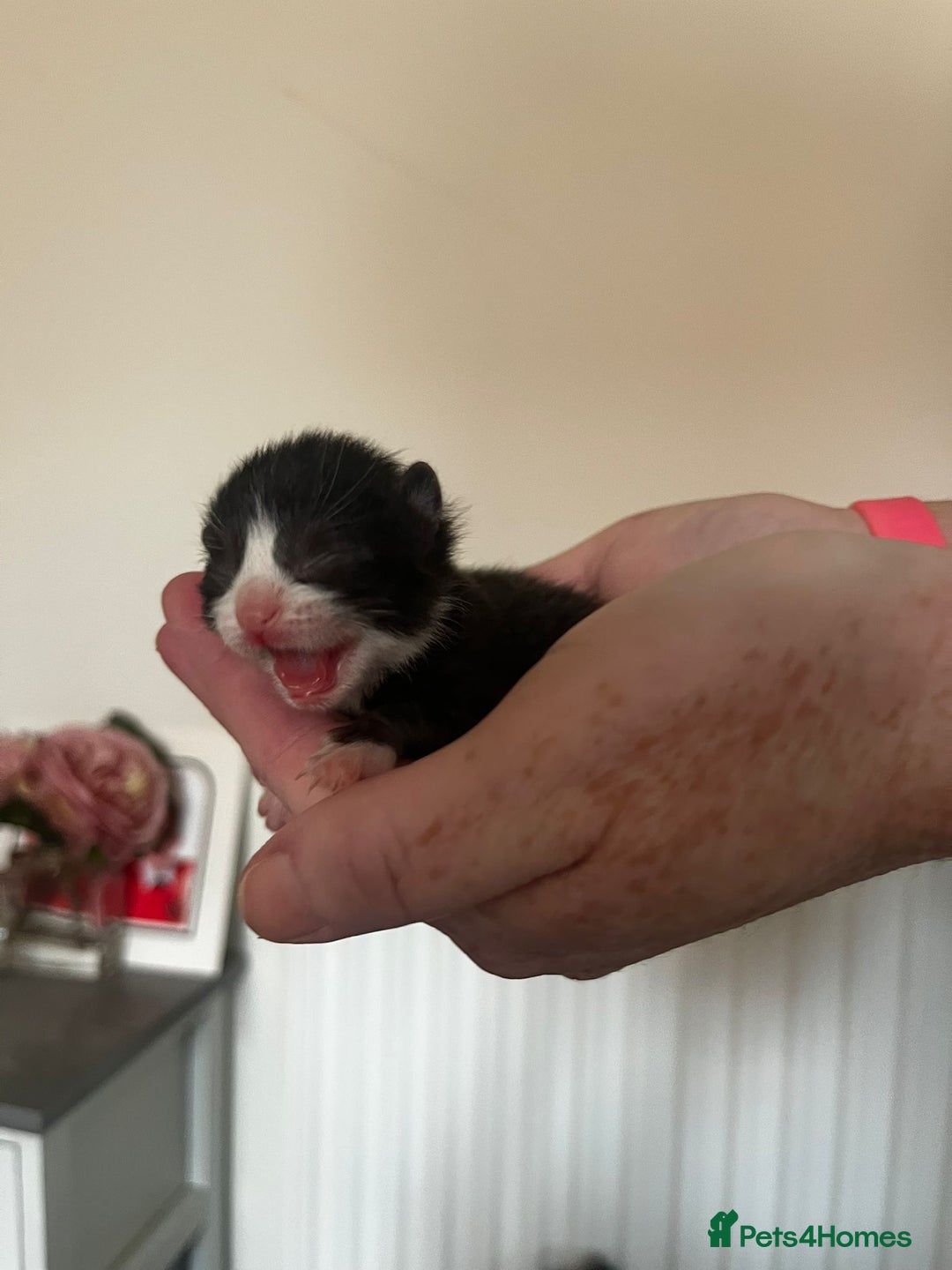 British Longhair cats for sale: 💕 Beautiful litter of BLH Kittens 💕 - Image 7