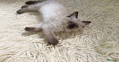 Ragdoll cats - Advert 8