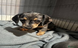 Dachshund dogs for sale: STUNNING dachshund puppies 2 boys 2 girls  - Image 8