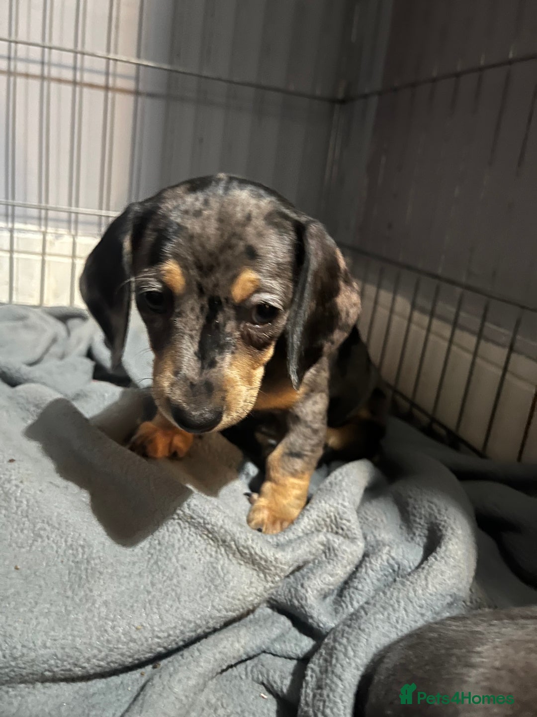 Dachshund dogs for sale: STUNNING dachshund puppies 2 boys 2 girls  - Image 8