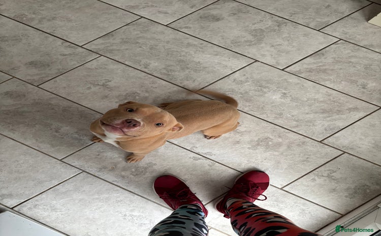 American Bully dogs - Advert 7
