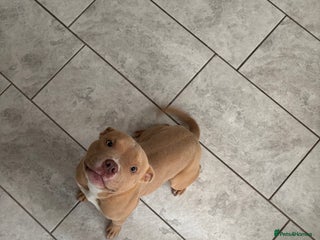 American Bully dogs - Advert 15