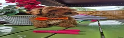 Maltipoo dogs for sale: F1B Maltipoo Rare Colours DNA Tested  - Advert 2