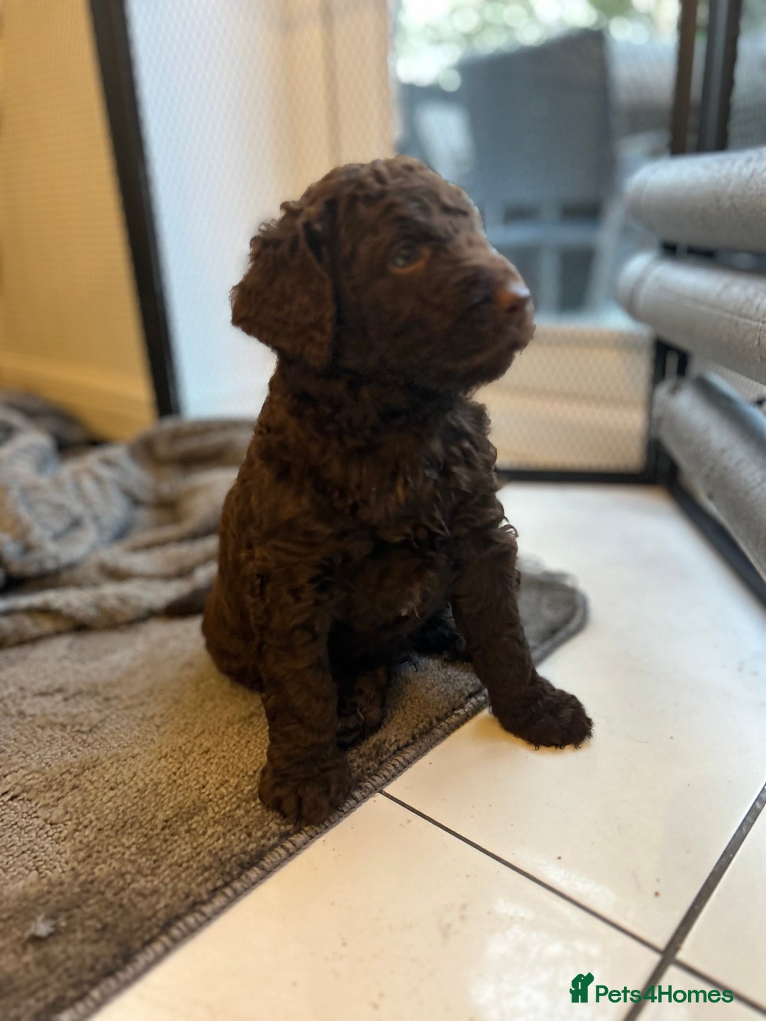 Labradoodle dogs for sale: STANDARD SIZE, HEALTH TESTED, SUPER CURLY COATS - Image 4