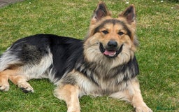 German Shepherd dogs for stud: Khan Running Waters (aka Idris) in Llandysul - Image 1