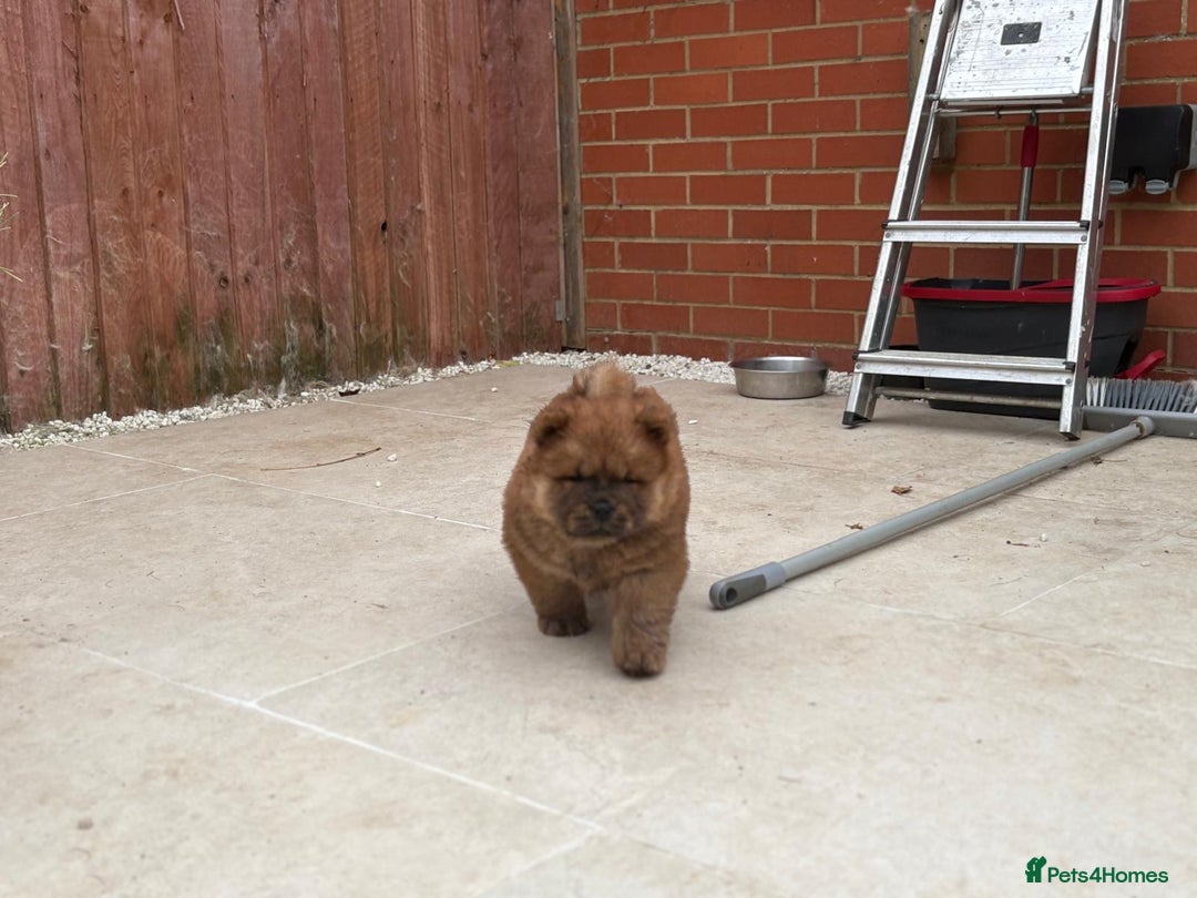 Chow Chow dogs for sale: Chow chow puppy red  - Image 3