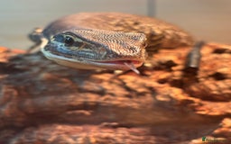 Monitor reptiles for sale: Argus monitor  - Advert 2
