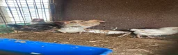 Chickens poultry for sale: Beautiful chickens, please see details for price  - Advert 2