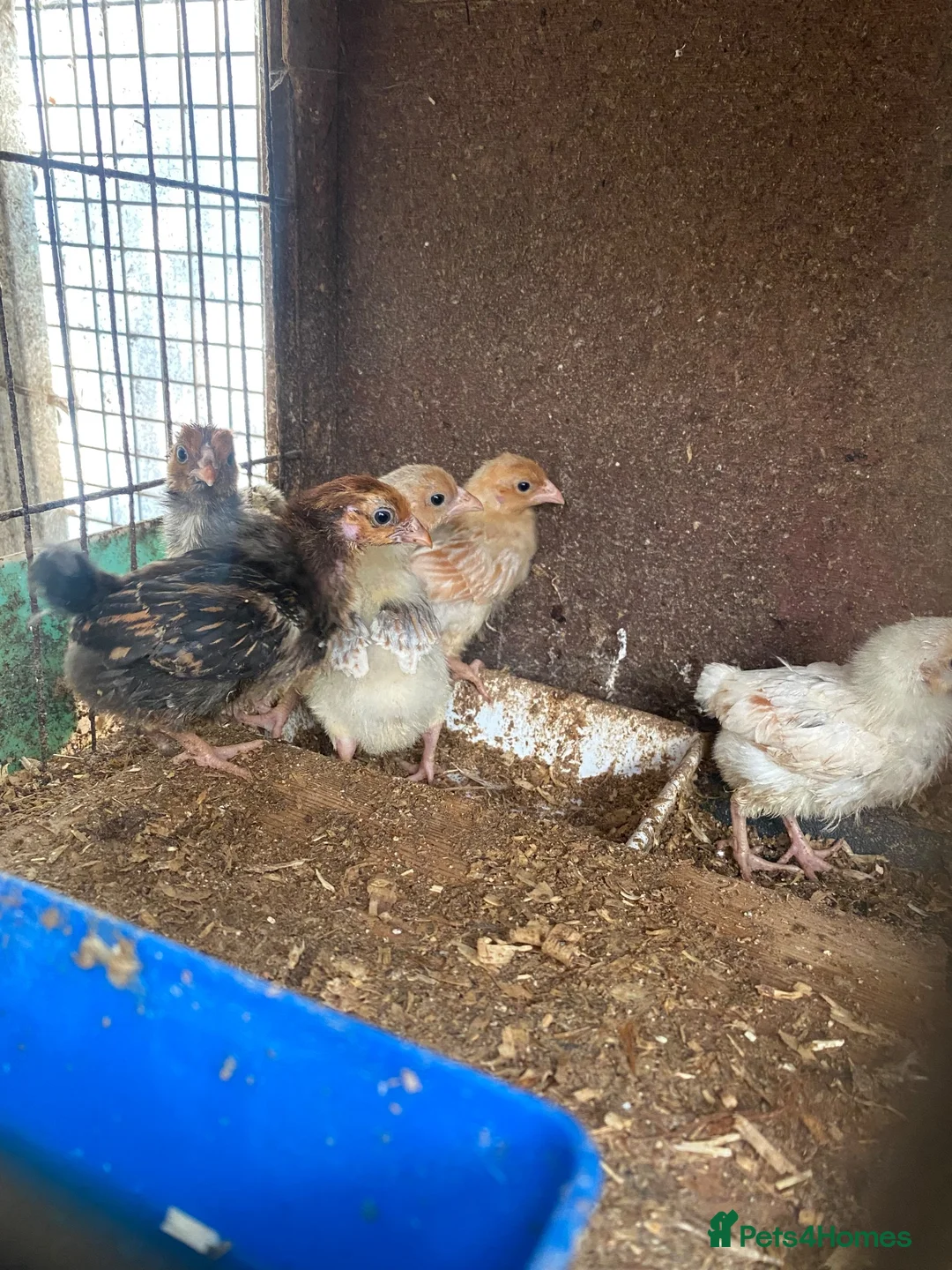 Chickens poultry for sale: Beautiful chickens, please see details for price  - Advert 2