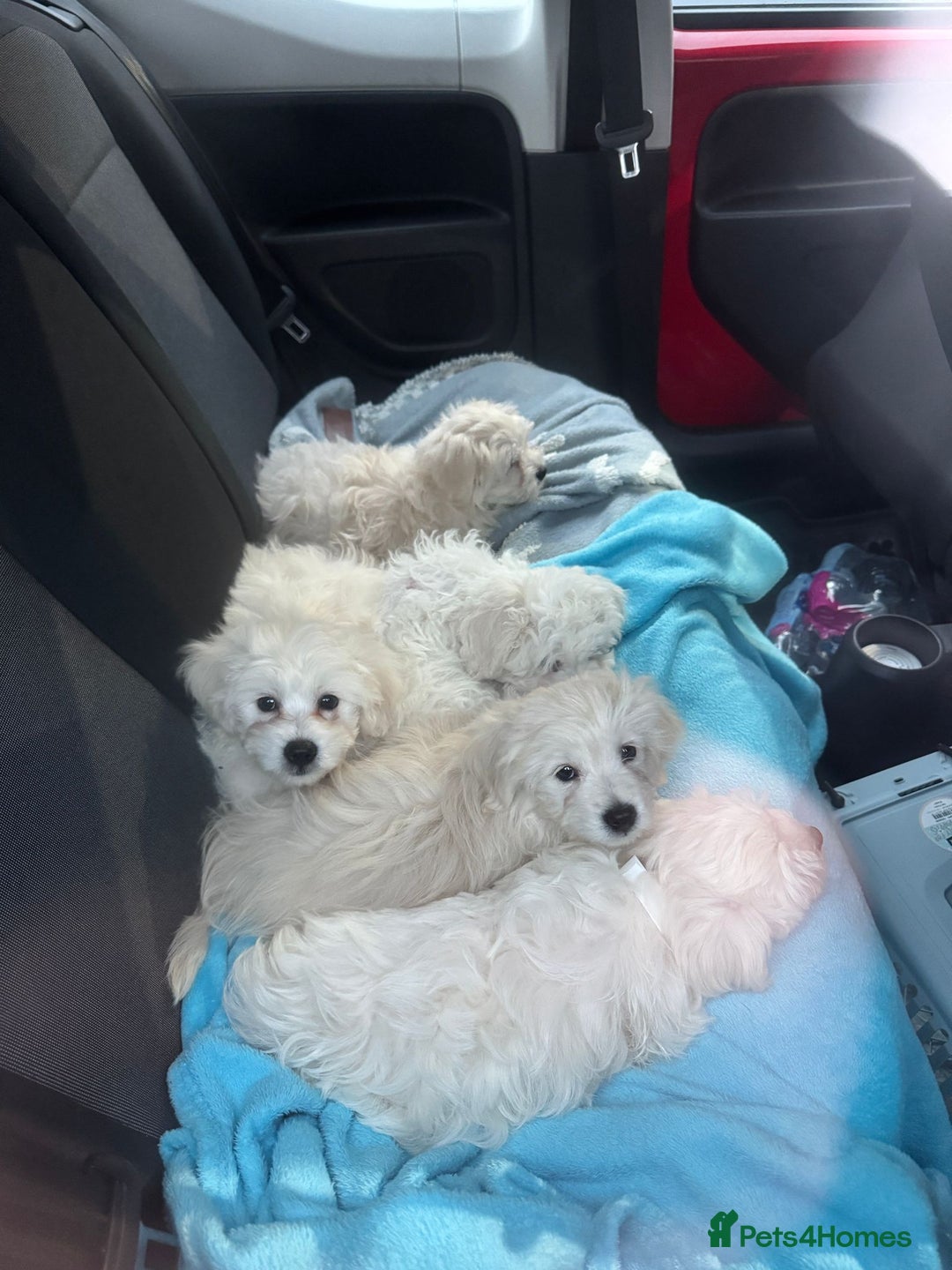 Mixed Breed dogs for sale: Maltese / Bichon Frise Puppies - Advert 4
