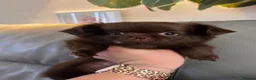 Chihuahua dogs for sale: READY NOW - Long coat chihuahua puppies - Advert 10
